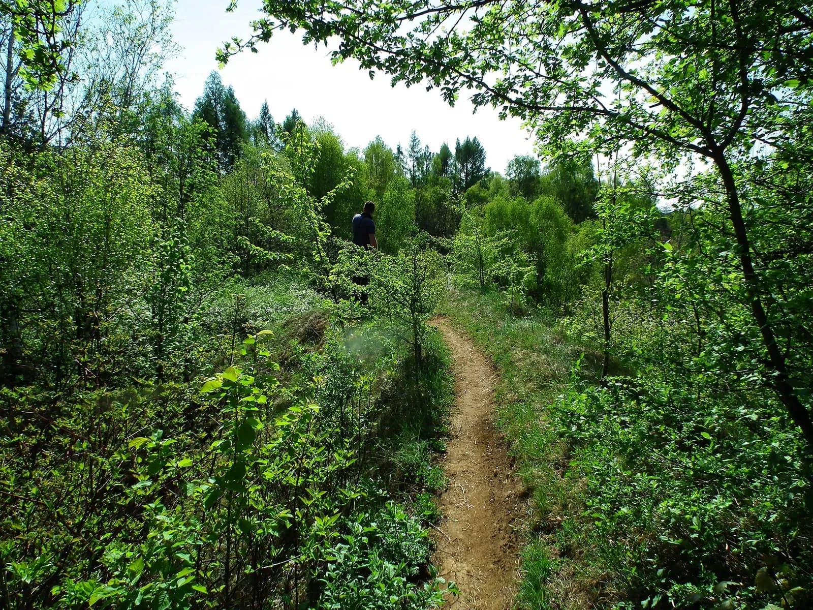 A person in a blue shirt walks on a winding dirt path through a dense, vibrant green forest on a sunny day.