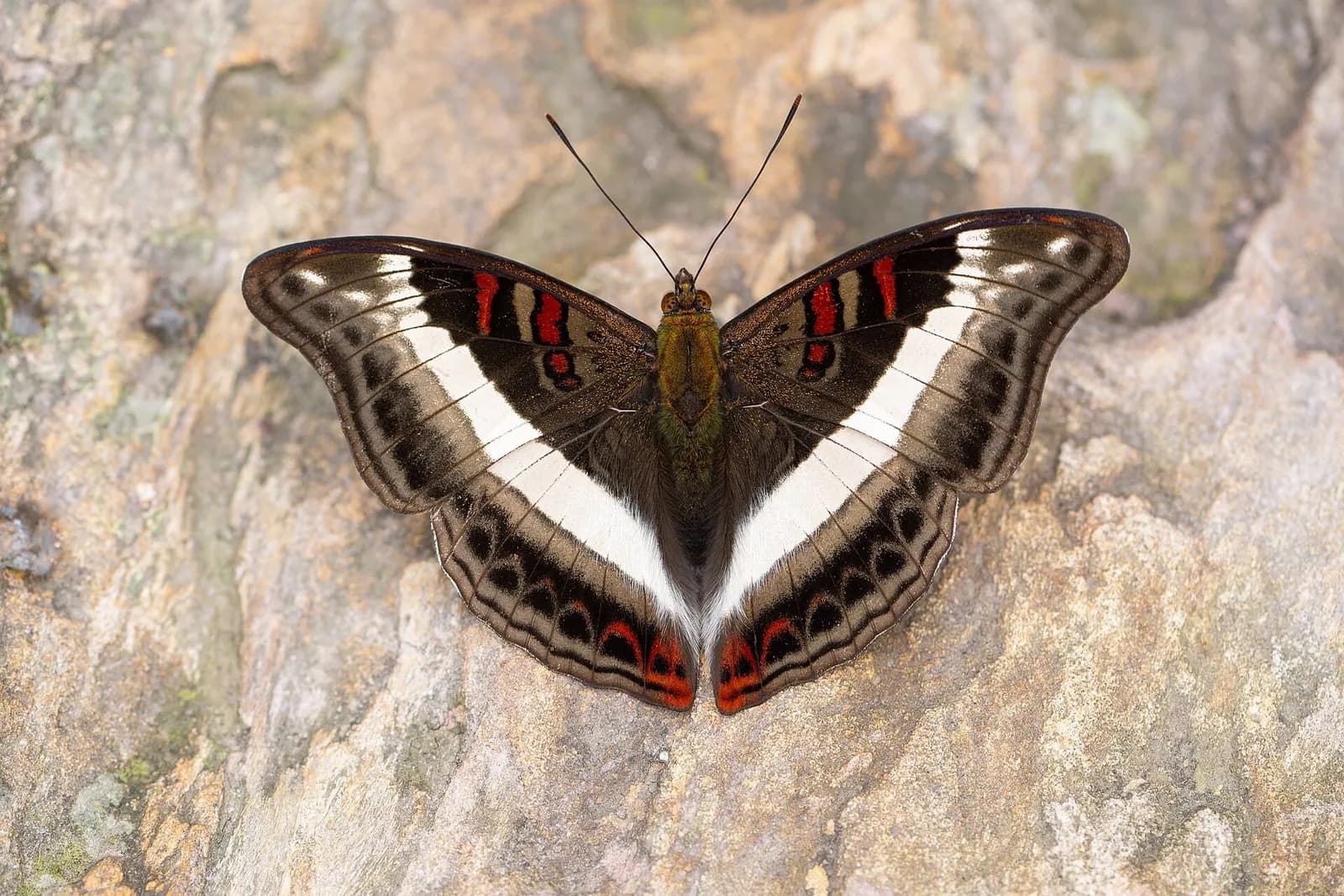 A colorful butterfly with outstretched wings, showcasing patterns of brown, white, and red, resting on a textured tree trunk.